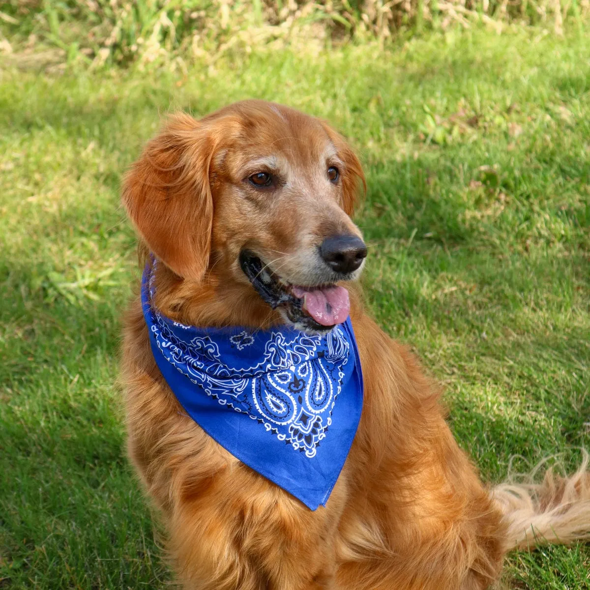 CTM® Modern Paisley 20x20 Cotton Bandana